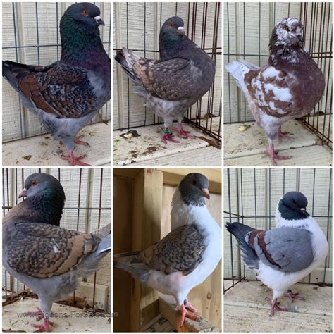 Pigeons for sale near me cheap. .  ...