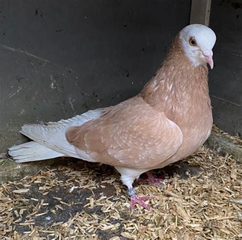 craigslist For Sale By Owner "pigeons" for sale in Chicago. see also. PIGEONS FOR SALE. $25. LaGrande Pigeons. $50. Wheatfield Homing Pigeons. $0 . Brookfield IL. ... .