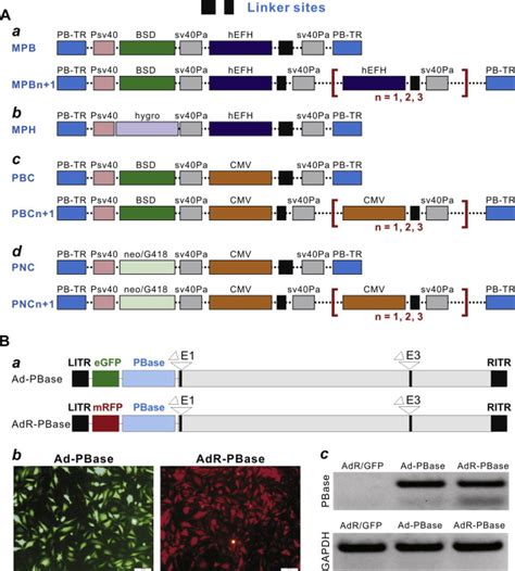 PiggyBac vector for hIFNB1[NM_002176.4] Expression