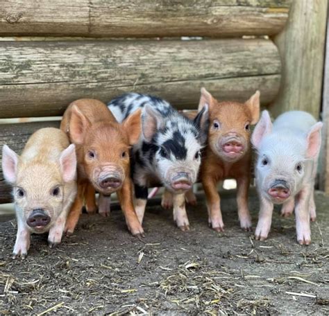 Piglet farm near me. Micro pigs / Mini Pigs for sale 6 left. £450. Pig Age: 6 weeks Mixed. Mini pigs for sale. 10 piglets available, currently 4 weeks old. Ready to go 1st week of April. Mother is a pennywell pig (lovely colours and great temperament) and father is a genuine Swedish little. RICHARD C. ID verified. Birmingham. 2. 