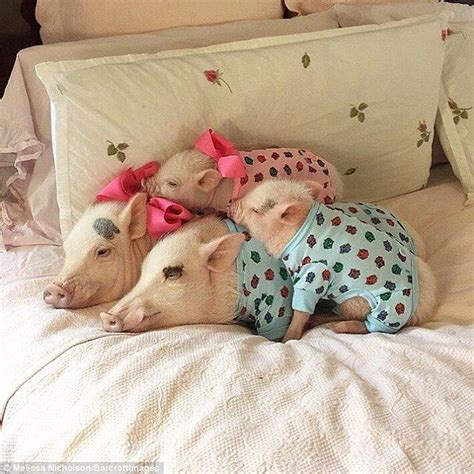 Piglet in bed us. Things To Know About Piglet in bed us. 
