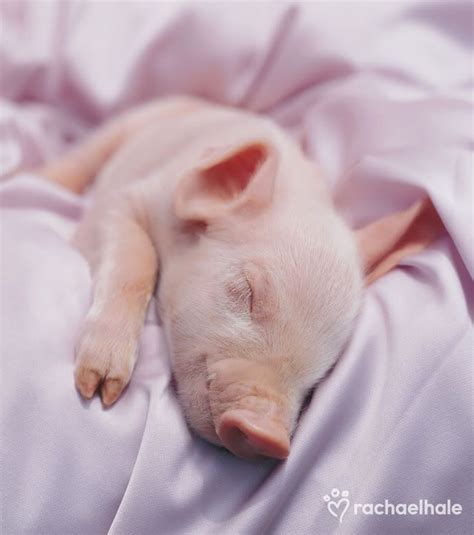 Pigletinbed - Our Winter Sale here: Enjoy up to 50% off our unbeatable bedding