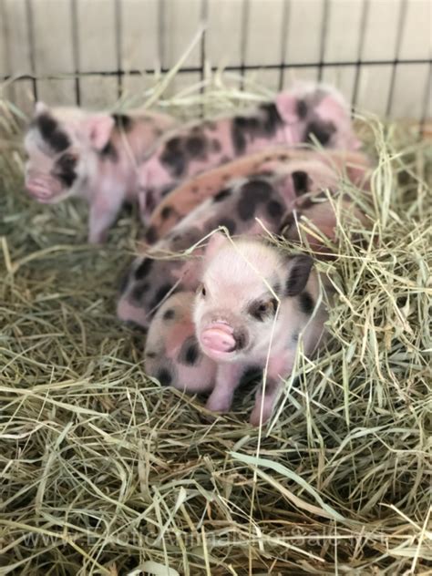 1 - 42 of 42. no image. PIGS-American Guinea Hogs Piglets. 10/23 · Knoxville. $75. •. Feeder pigs / roasters. 10/23 · Speedwell. $125..