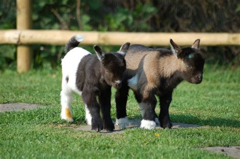 Pigmy goats for sale. We are a small hobby farm located just outside of Lethbridge, Alberta. Our main focus is superior breeding of Registered Nigerian Dwarf and Pygmy Goats. Over and above our love for the animals themselves, we place a massive amount of importance on showing, milk quality, and bettering the breeds. Not to mention, they are pretty stinking adorable ... 
