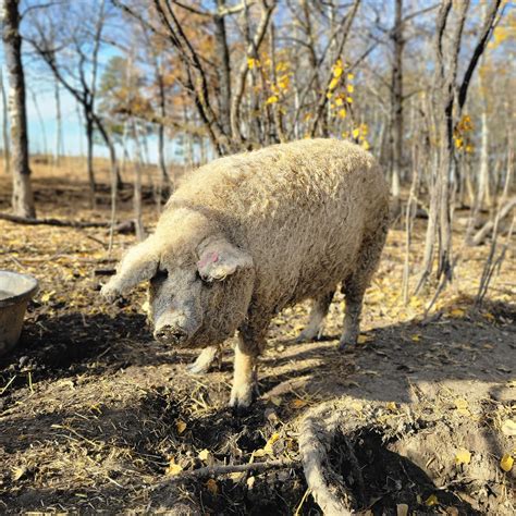 Pigs For Sale - Iowa