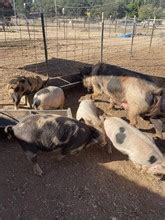 Pigs For Sale in CALIFORNIA - 54 Listings LivestockMarket.com