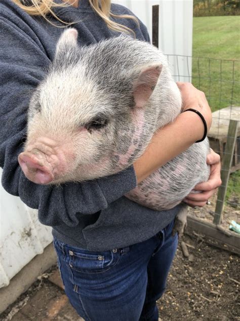 Pigs for sale in ohio. Cobblestone John. Don't leave finding a boar until the last minute, unfortunately, we can't produce an instant adult boar and we don't have the facilities to keep lots of adult boars around. We sell breeding boars at 12 weeks old and require a 50% deposit on breeding boars. Registered start at $550. Unregistered $350. 