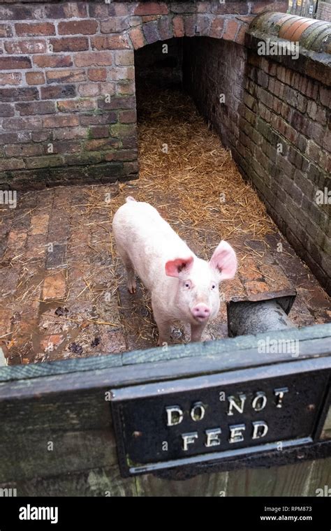 Pigs in a Victorian Pig Sty at Blists Hill Stock Photo - Alamy