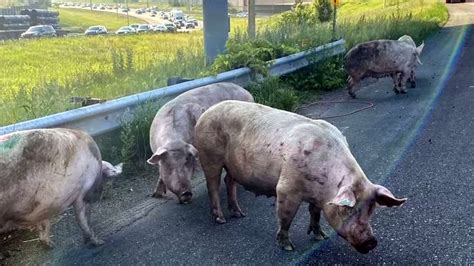 Pigs snarl traffic on I-694 in Little Canada
