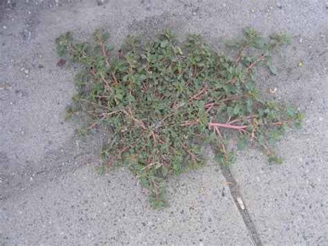 The leaflets are roughly 6 inches long and 4 inches across. The common ragweed plant itself, if left alone, can shoot up to as high as 6 feet tall. Another identifying feature on common ragweed appears with the plant's initial leaves, those that first come out after the seed germinates. These leaves typically have some purple speckling on them.. 