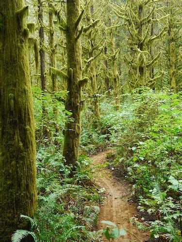 Pilchuck Tree Farm