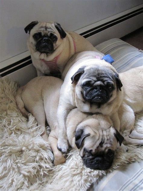 Pile Of Pug Puppies