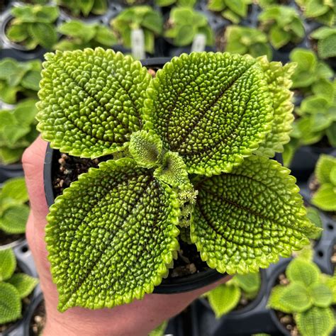 Pilea moon valley. For an unusual house plant, the Moon Valley Pilea is hard to beat. Also known as the friendship plant or Moon plant, it is botanically named Pilea involucrata . Aptly named for its stunning, neon-green leaves that are … 