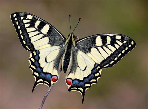 🍆 (SEX) Pillango Onlyfans Leak