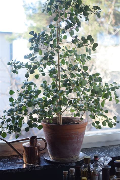 Pillerfikus giftig barn