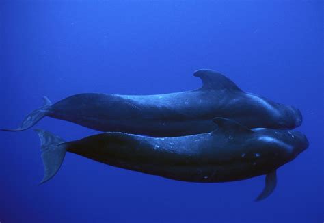 Pilot Whale Photos and Premium High Res Pictures - Getty Images