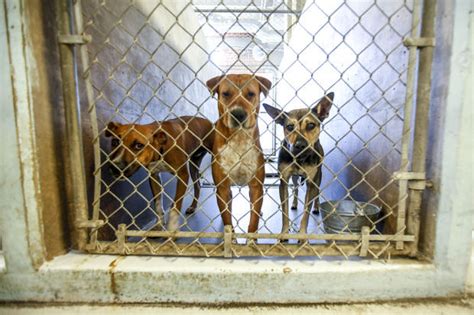 Pima county animal shelter. Things To Know About Pima county animal shelter. 