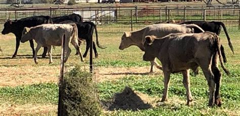 Pimelea poisoning - Flock and Herd