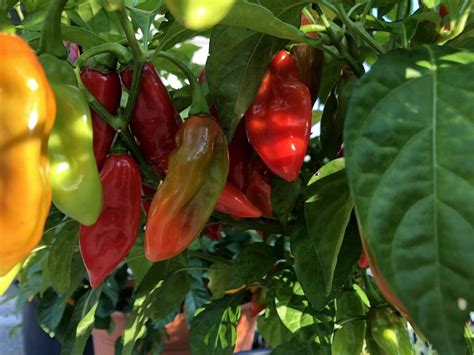 Pimento Pepper Plant - Etsy