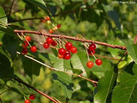 Pin On Cheery Cherries