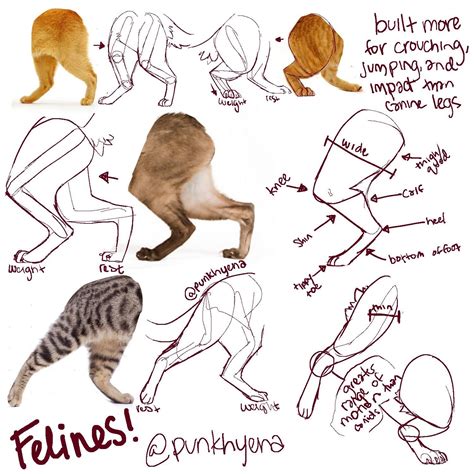 Pin by Dec V Chelon on tutorial Cat drawing tutorial, Cat anatomy