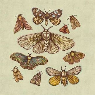 Pin by Sarah Tappenden on Drawing Moth art, Insect art, Art sketchbook