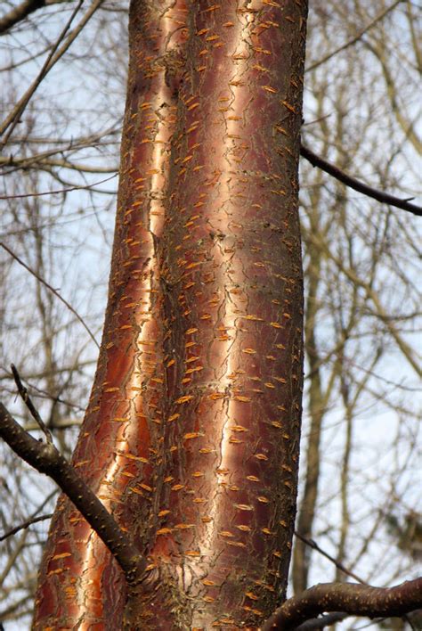 Pin cherry is a fast-growing, small, slender tree reaching 30 feet tall with a narrow crown, often forming dense colonies. This short-lived tree is often found growing in sunny, dry soils and one of the first trees to appear after fires. Attractive, reddish brown bark is marked with horizontal bands of orange-colored lenticels.. 