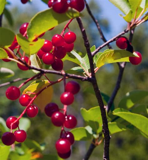 2 Okt 2018 ... The fruit on most cherry trees are edible cherries or drupes that ... Pin Cherry: Pin cherry (Prunus pensylvanica) trees are small, fast .... 