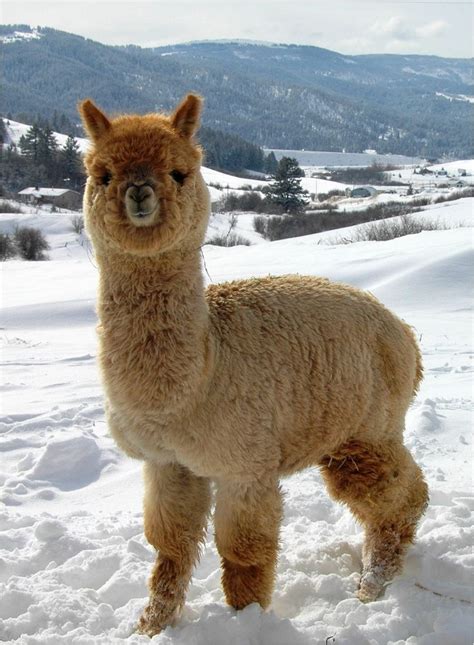 Pin on Alpaca