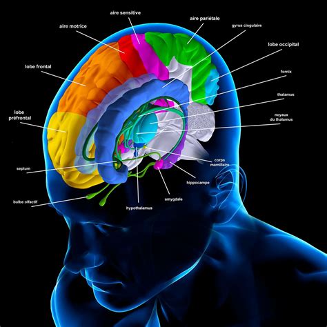 Pin on Brain&Motor Development