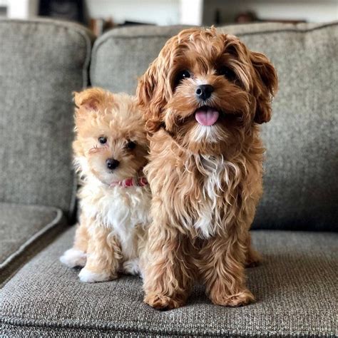Pin on Cavapoo dog