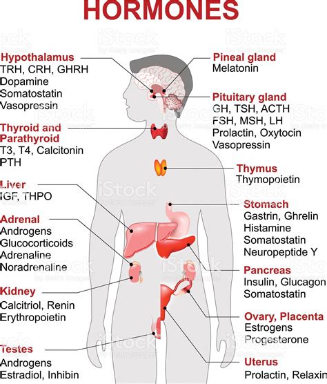 Pin on Endocrine