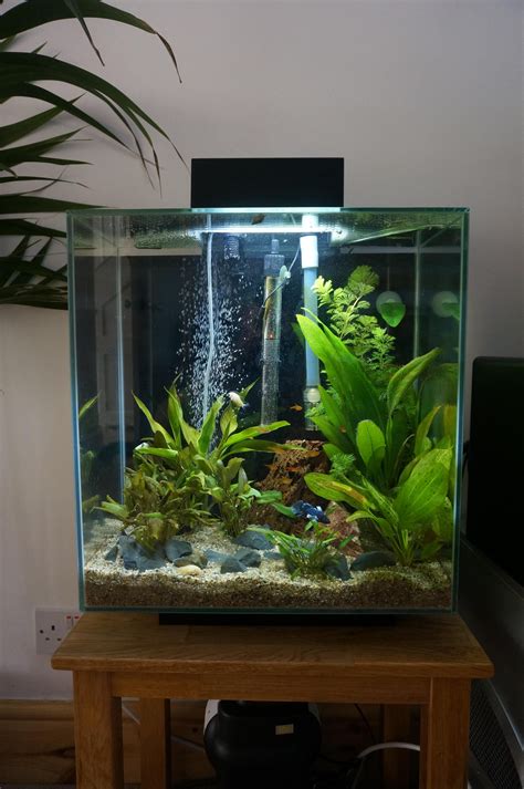 Pin on Fish Tank - Pinterest