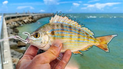 Pin on Fish are Fun