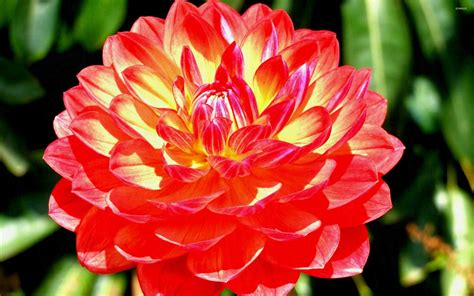 Pin on Flower Nifty