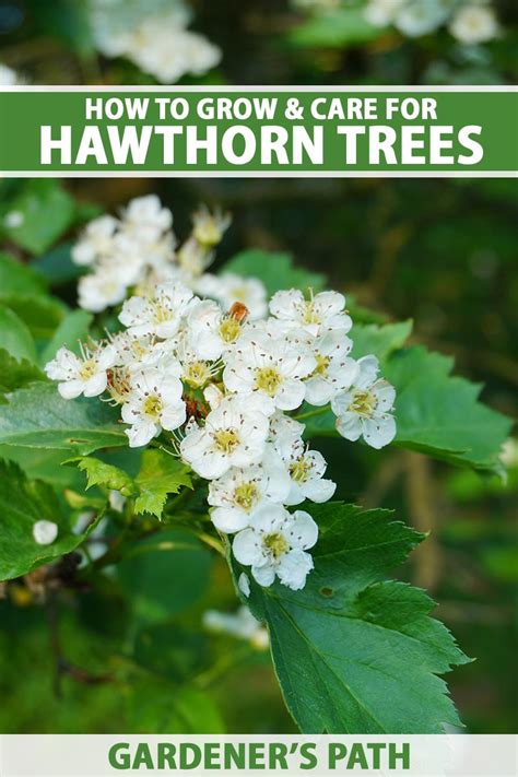 Pin on Hawthorn Tree