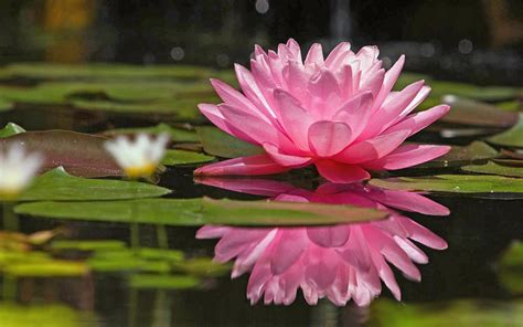 Pin on Lotus -Lilies water flowers - Pinterest