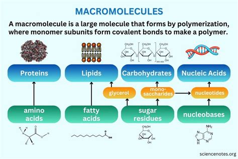 Pin on Macromolecules