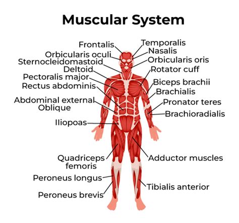 Pin on Muscular System