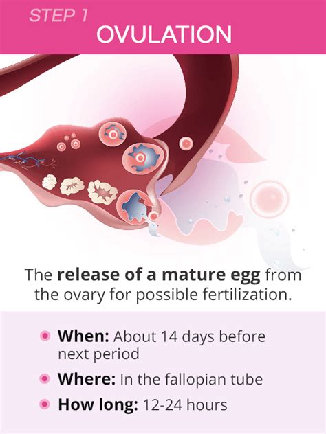 Pin on Ovulation & Menstruation