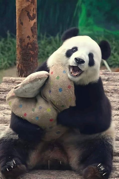 Pin on Pandas