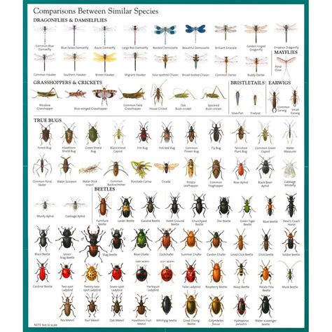 Pin on Pest Images