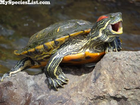 Pin on Red Eared Slider