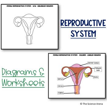 Pin on Reproductive system