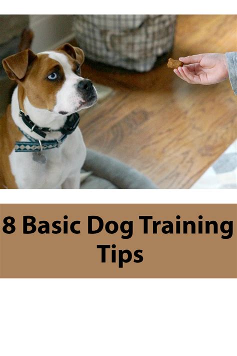 Pin on Simple Dog Training Tips