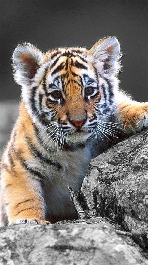 Pin on Tiger B.I.D - Pinterest