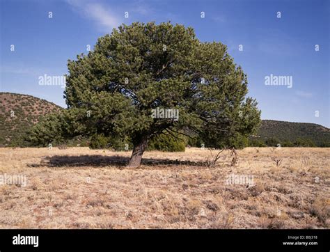 Pin on Tree