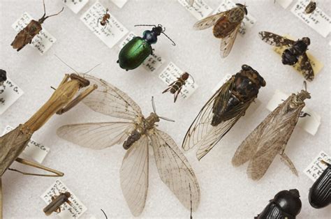 Pin on bug out
