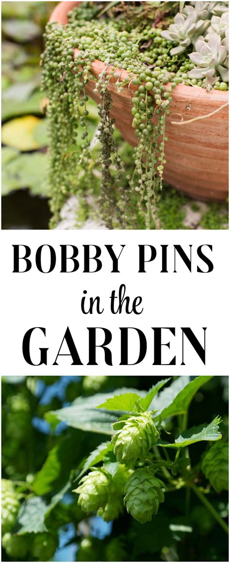 Pin on in the garden