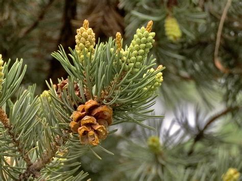 Pin on trees